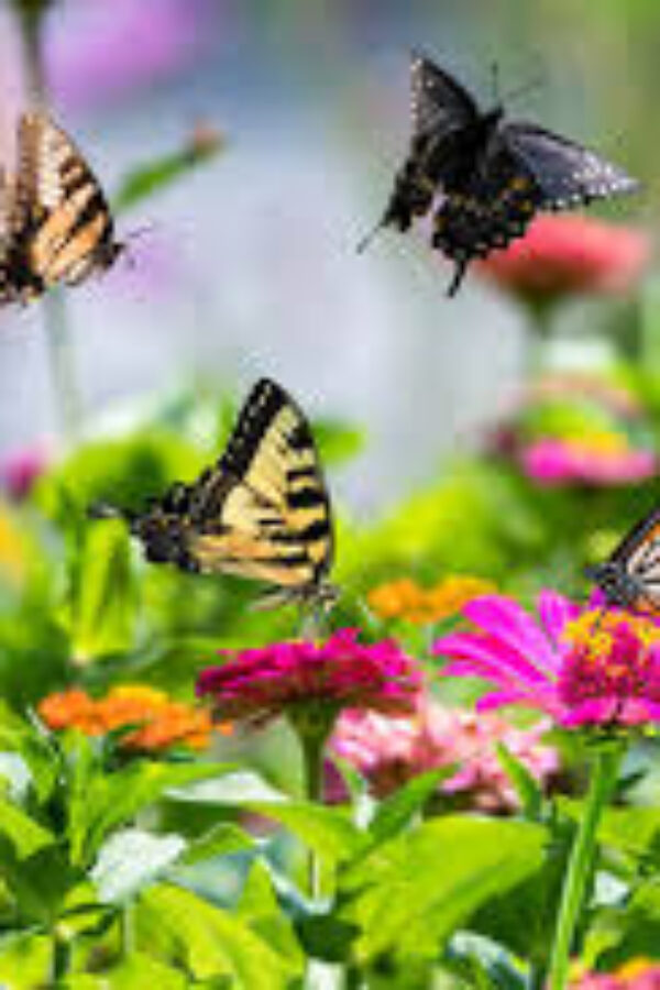 Butterfly Garden